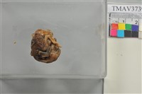 藏品(紅嘴黑鵯)的圖片